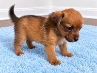 Boy , a male Chorkie for sale in Selmer, TN – 2 of 6