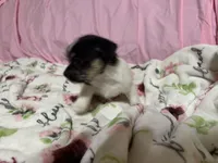 Tilly, a female Shih Tzu for sale in Selmer, TN – 10 of 10