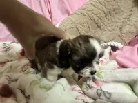 Tabby , a female Shih Tzu for sale in Selmer, TN – 10 of 10