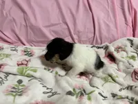 Tilly, a female Shih Tzu for sale in Selmer, TN – 9 of 10