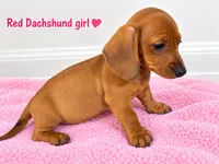 Female dachshund , a female Miniature Dachshund for sale in Selmer, TN – 3 of 5