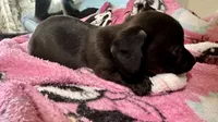 Olivia , a female Miniature Dachshund for sale in Selmer, TN – 4 of 10