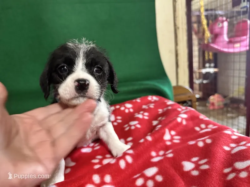 Boy 6  – Poodle - Miniature , Frenchton puppy for sale in Selmer, TN