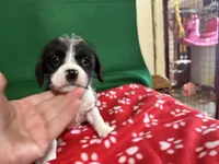 Boy 6 , a male Poodle - Miniature  and Frenchton for sale in Selmer, TN – Photo 6 of 7