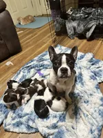 Boy 6 , a male Poodle - Miniature  and Frenchton for sale in Selmer, TN – Photo 7 of 7