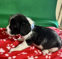 Boy 6 , a male Poodle - Miniature  and Frenchton for sale in Selmer, TN – Photo 4 of 7