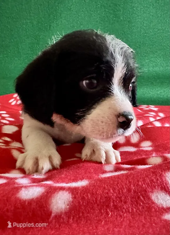 Boy 6  – Poodle - Miniature , Frenchton puppy for sale in Selmer, TN