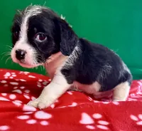 Boy 6 , a male Poodle - Miniature  and Frenchton for sale in Selmer, TN – Photo 2 of 7