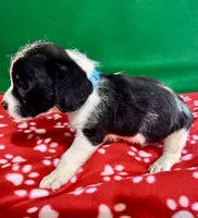 Boy 6 , a male Poodle - Miniature  and Frenchton for sale in Selmer, TN – Photo 5 of 7