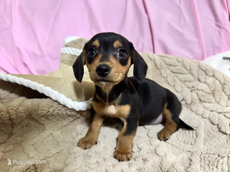 Benji  – Miniature Dachshund puppy for sale in Selmer, TN
