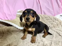 Benji , a male Miniature Dachshund for sale in Selmer, TN – 1 of 10