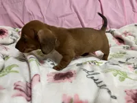 Bayley, a female Miniature Dachshund for sale in Selmer, TN – 8 of 10