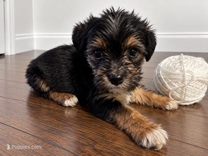 White boy  – Shihpoo, Yorkshire Terrier puppy for sale in Selmer, TN