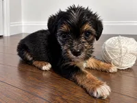 White boy , a male Shihpoo and Yorkshire Terrier for sale in Selmer, TN – 1 of 7