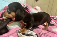 Olive , a female Miniature Dachshund for sale in Selmer, TN – 10 of 10