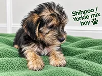 Green boy ready, a male Shihpoo and Yorkshire Terrier for sale in Selmer, TN – 3 of 5