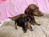 Benji , a male Miniature Dachshund for sale in Selmer, TN – 3 of 10