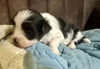 Shorkie Ruthie , a female Shorkie for sale in Selmer, TN – 5 of 9