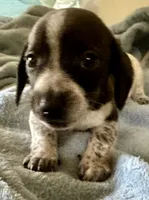 Oscar , a male Miniature Dachshund for sale in Selmer, TN – 2 of 10
