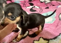 Olive , a female Miniature Dachshund for sale in Selmer, TN – 9 of 10