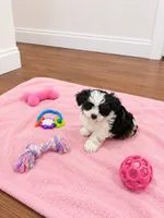 Shorkie girl , a female Shih Tzu and Yorkshire Terrier for sale in Selmer, TN – 6 of 7