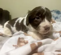 Choco, a male Doxiepoo for sale in Selmer, TN – 8 of 10
