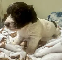 Choco, a male Doxiepoo for sale in Selmer, TN – 5 of 10
