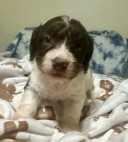 Choco, a male Doxiepoo for sale in Selmer, TN – 3 of 10