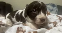 Choco, a male Doxiepoo for sale in Selmer, TN – 9 of 10