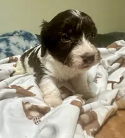 Choco, a male Doxiepoo for sale in Selmer, TN – 6 of 10