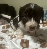 Choco, a male Doxiepoo for sale in Selmer, TN – 7 of 10