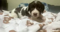 Choco, a male Doxiepoo for sale in Selmer, TN – 2 of 10