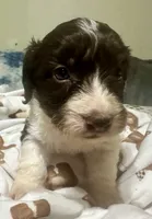 Choco, a male Doxiepoo for sale in Selmer, TN – 4 of 10