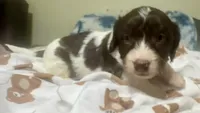 Choco, a male Doxiepoo for sale in Selmer, TN – 1 of 10