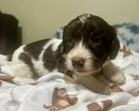 Choco, a male Doxiepoo for sale in Selmer, TN – 10 of 10
