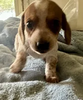 Oliver , a male Miniature Dachshund for sale in Selmer, TN – 7 of 9