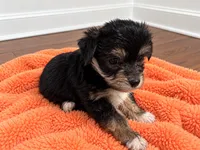 Orange girl , a female Shihpoo and Yorkshire Terrier for sale in Selmer, TN – 3 of 6