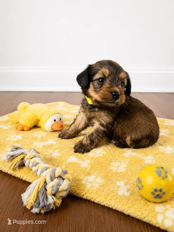 Yorkiepoo yellow boy 3  – Yorkshire Terrier, Poodle - Toy  puppy for sale in Selmer, TN