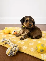 Yorkiepoo yellow boy 3 , a male Yorkshire Terrier and Poodle - Toy  for sale in Selmer, TN – 1 of 7