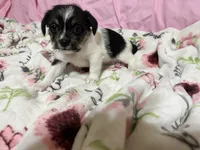 Tilly, a female Shih Tzu for sale in Selmer, TN – 1 of 10