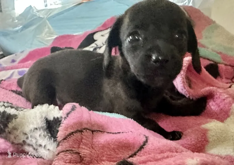 Olivia  – Miniature Dachshund puppy for sale in Selmer, TN