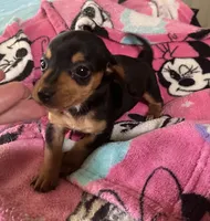 Opal, a female Miniature Dachshund for sale in Selmer, TN – 5 of 10