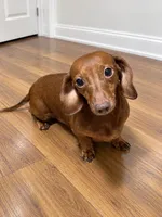 Orange boy Dachshund , a male Miniature Dachshund for sale in Selmer, TN – 4 of 5