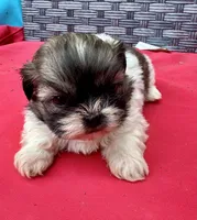 Shih Tzu male 2 , a male Shih Tzu for sale in Selmer, TN – Photo 6 of 10