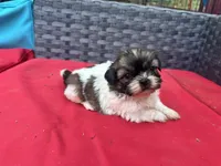 Shih Tzu male 2 , a male Shih Tzu for sale in Selmer, TN – Photo 9 of 10