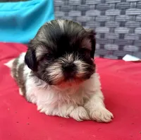 Shih Tzu male 2 , a male Shih Tzu for sale in Selmer, TN – Photo 2 of 10