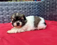 Shih Tzu male 2 , a male Shih Tzu for sale in Selmer, TN – Photo 5 of 10