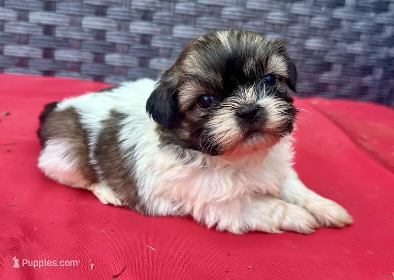 Shih Tzu male 2  – Shih Tzu puppy for sale in Selmer, TN