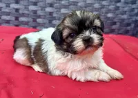 Shih Tzu male 2 , a male Shih Tzu for sale in Selmer, TN – Photo 1 of 10