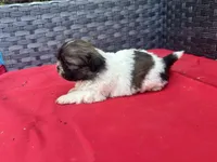 Shih Tzu male 2 , a male Shih Tzu for sale in Selmer, TN – Photo 10 of 10